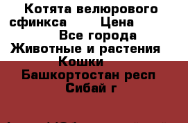 Котята велюрового сфинкса. .. › Цена ­ 15 000 - Все города Животные и растения » Кошки   . Башкортостан респ.,Сибай г.